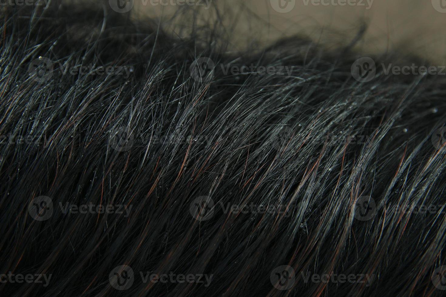 Close up of the mane of a black horse photo