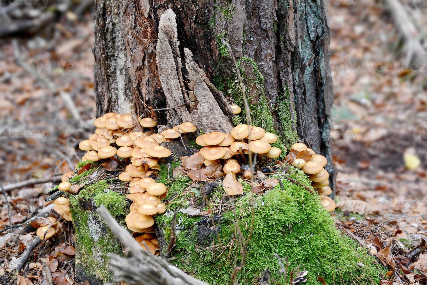 Collection of little mica-sparrow mushroom on a tree stump with moss photo