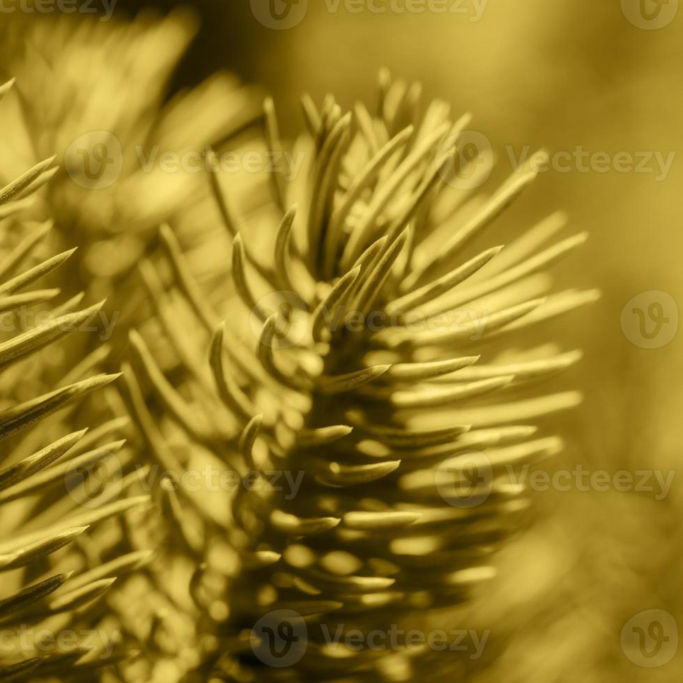 natural rama Navidad pino árbol con agujas creciente en bosque. de cerca, selectivo suave atención en primer plano, borroso Bokeh. colorante en tendencia meloso amarillo color año 2021. superficial profundidad de campo foto