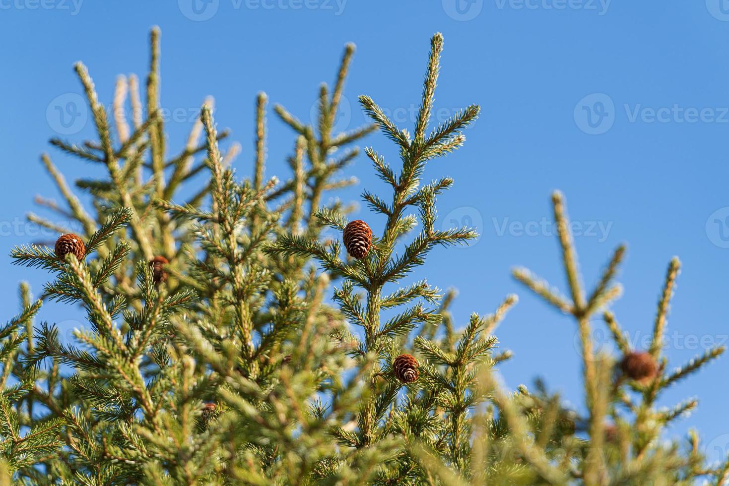 Natural evergreen branches with cones of Xmas tree in pine forest. Beautiful fir branches ready for festive ornament for Happy New Year, Christmas holiday photo