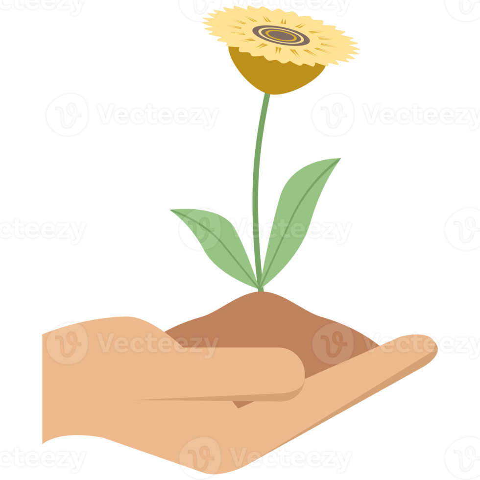 uno mano hold fiore pianta vita verde albero erba germoglio png