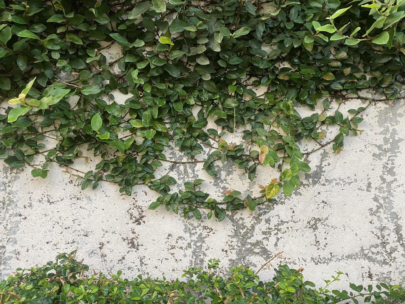 A wall with ivy on it and a white wall with green leaves. photo