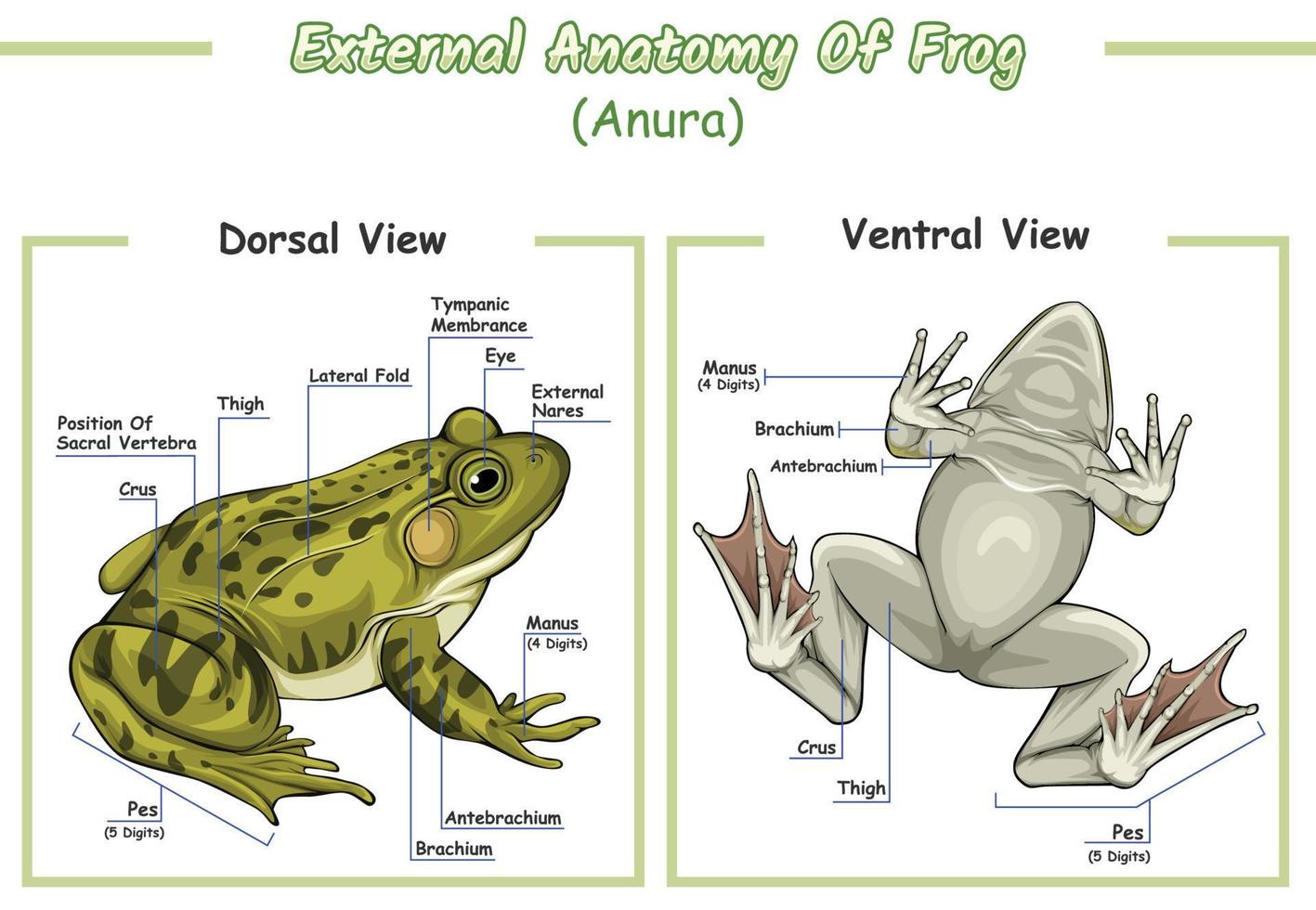 External Anatomy Of Frog 21450269 Vector Art At Vecteezy external-anatomy-of-frog-21450269-vector-art-at-vecteezy