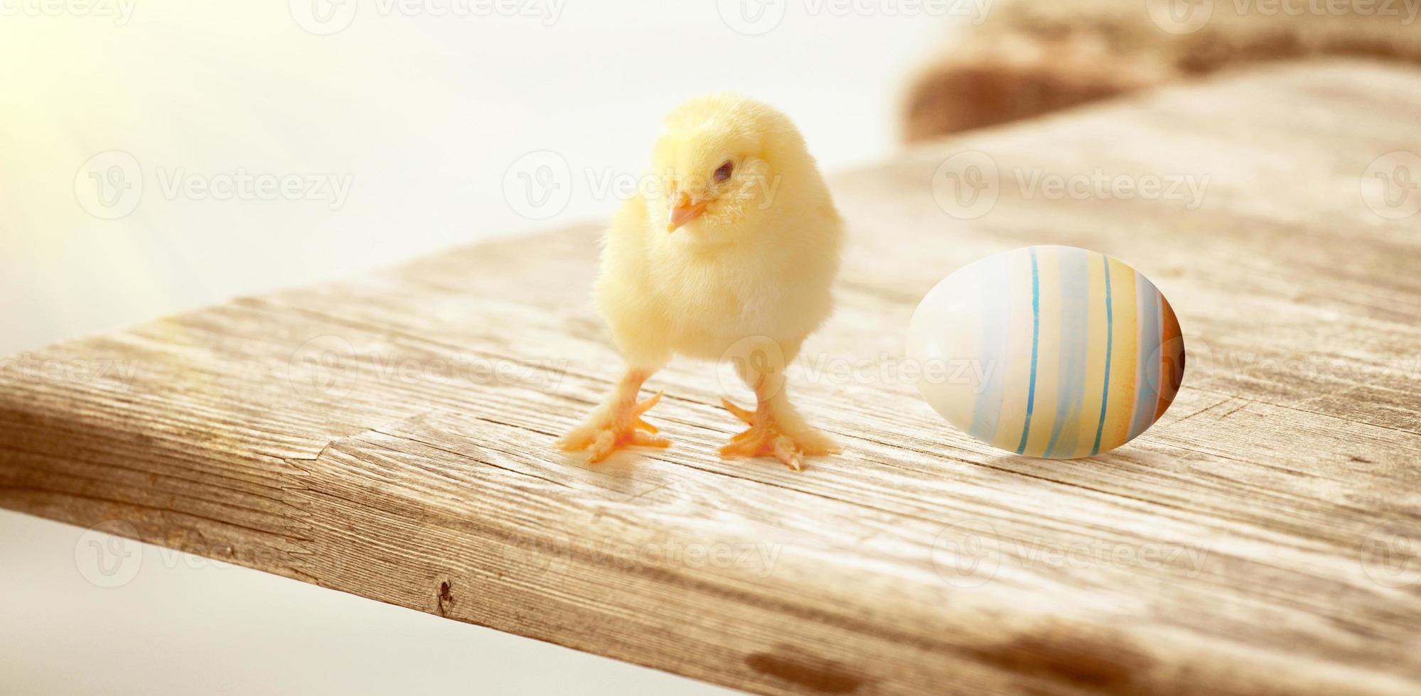 Little cute baby chick for easter. Yellow newborn baby chick. photo