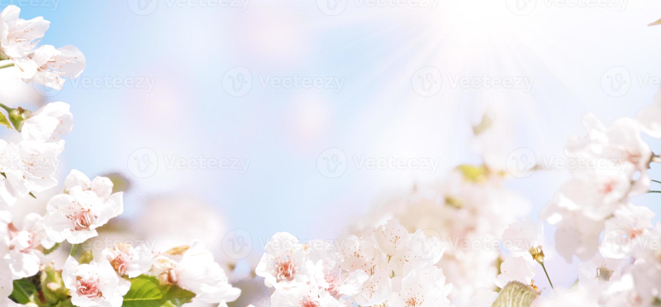 Beautiful nature view of spring flowering trees on blurred background. photo