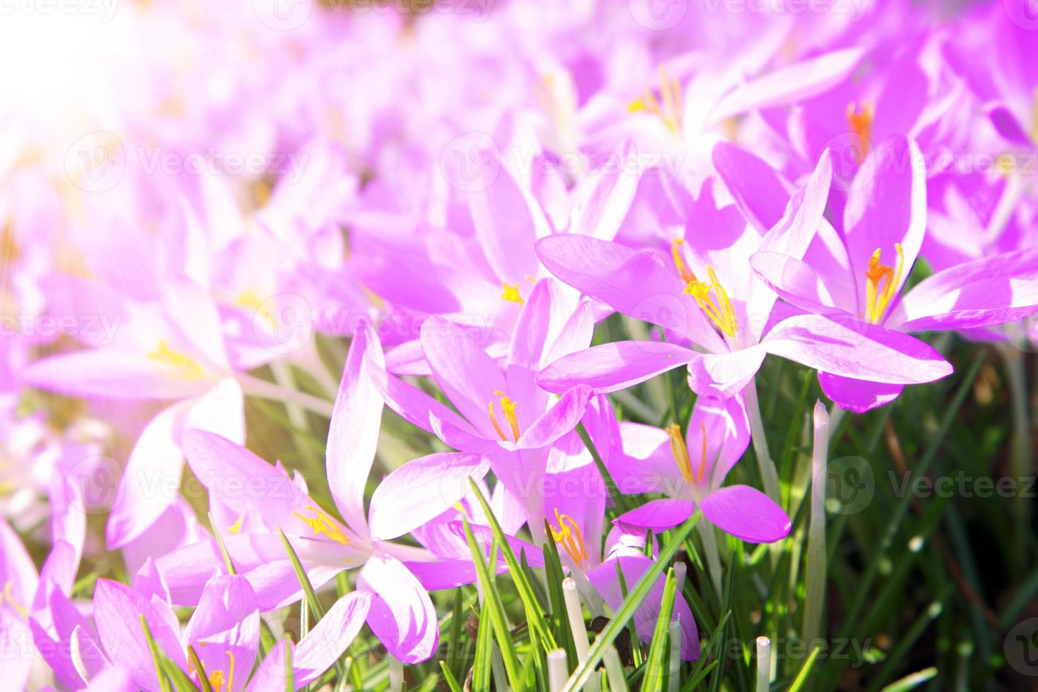 flores de azafrán púrpura florecientes en un enfoque suave en un día soleado de primavera foto