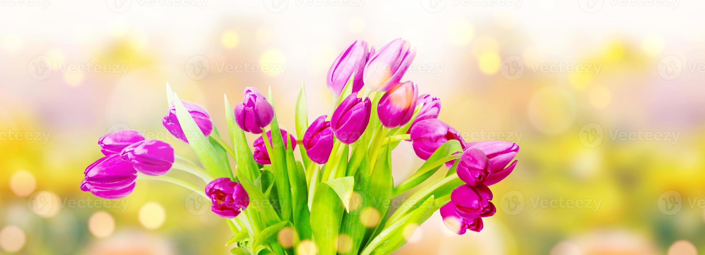 Beautiful tulips. Spring nature background for web banner and card design. photo
