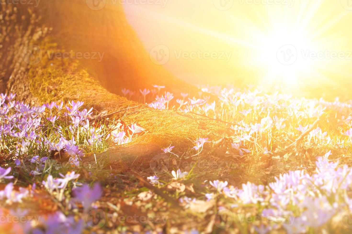 Blooming purple crocus flowers in a soft focus on a sunny spring day photo