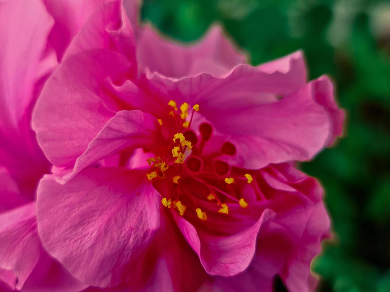 rosado flor arriba cerca foto