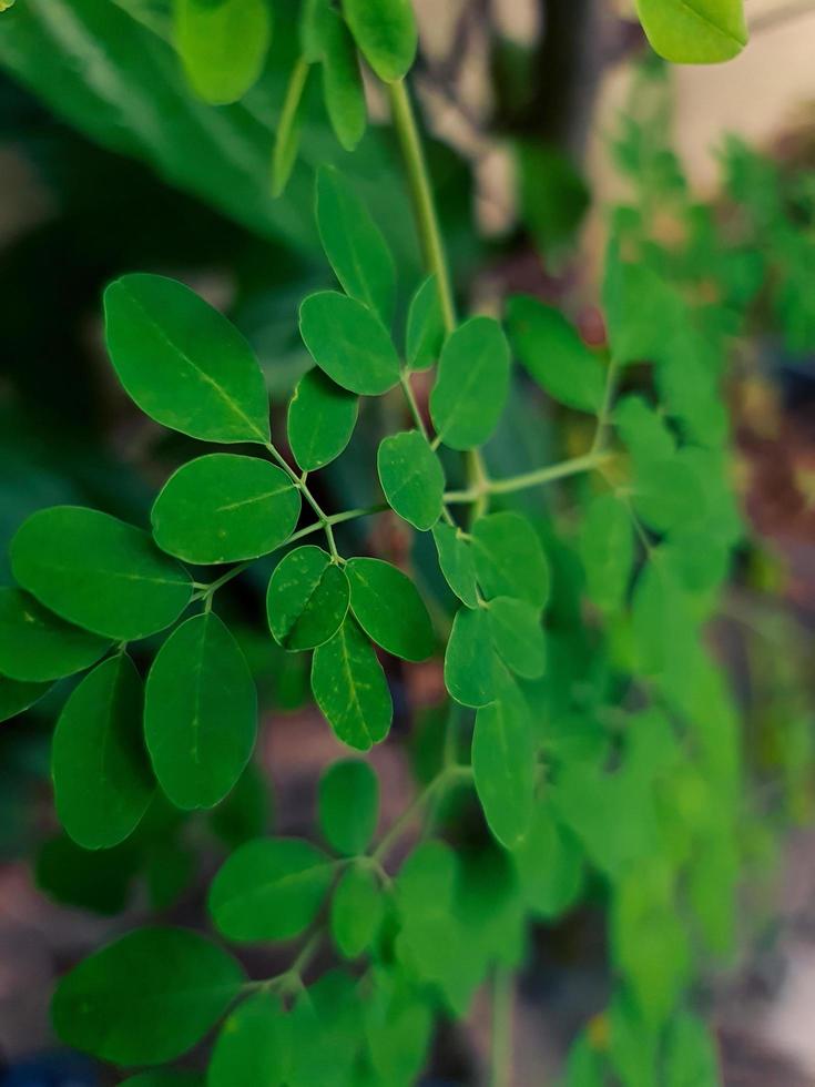 Horse Radish Tree photo