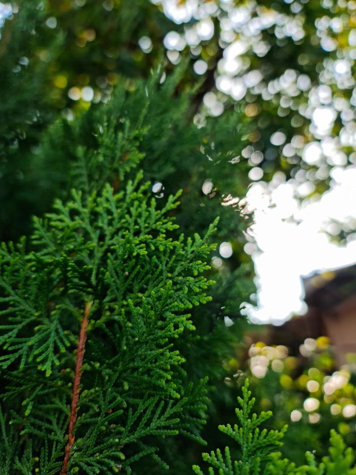 Cyprus tree iii photo
