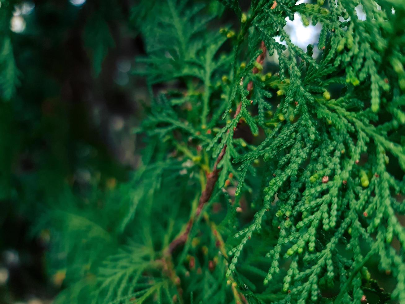 Cyprus tree ii photo