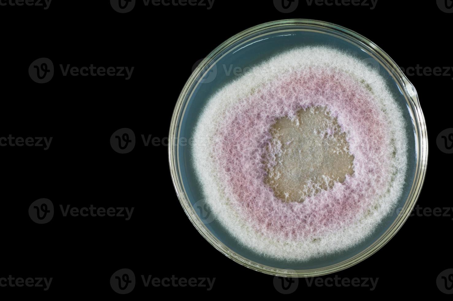 macro of fungi on petri dish photo