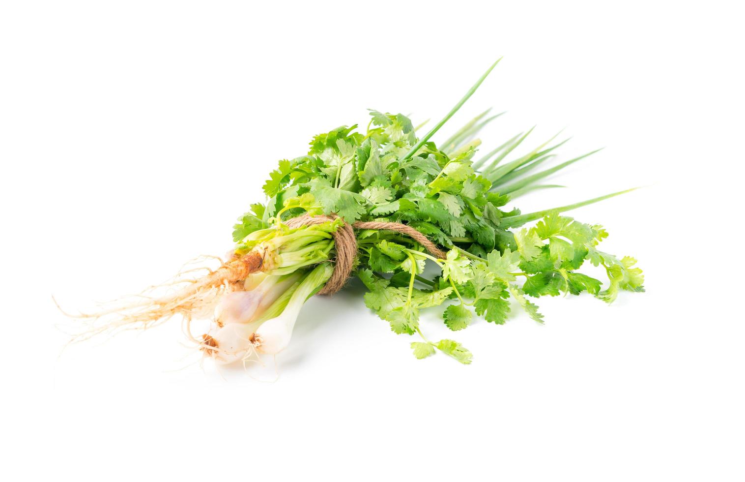 Spring onion and coriander isolated photo