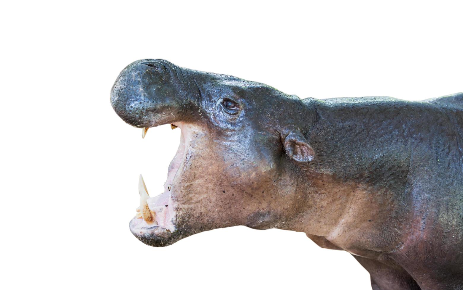 joven hipopótamo abierto boca. foto