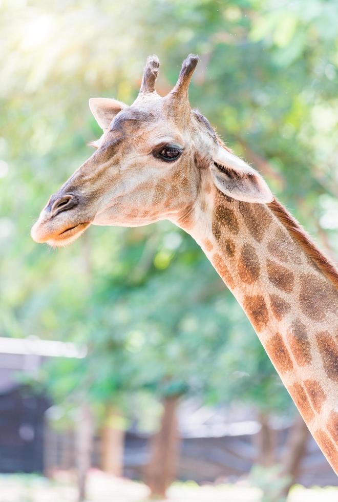 Head of giraffe photo