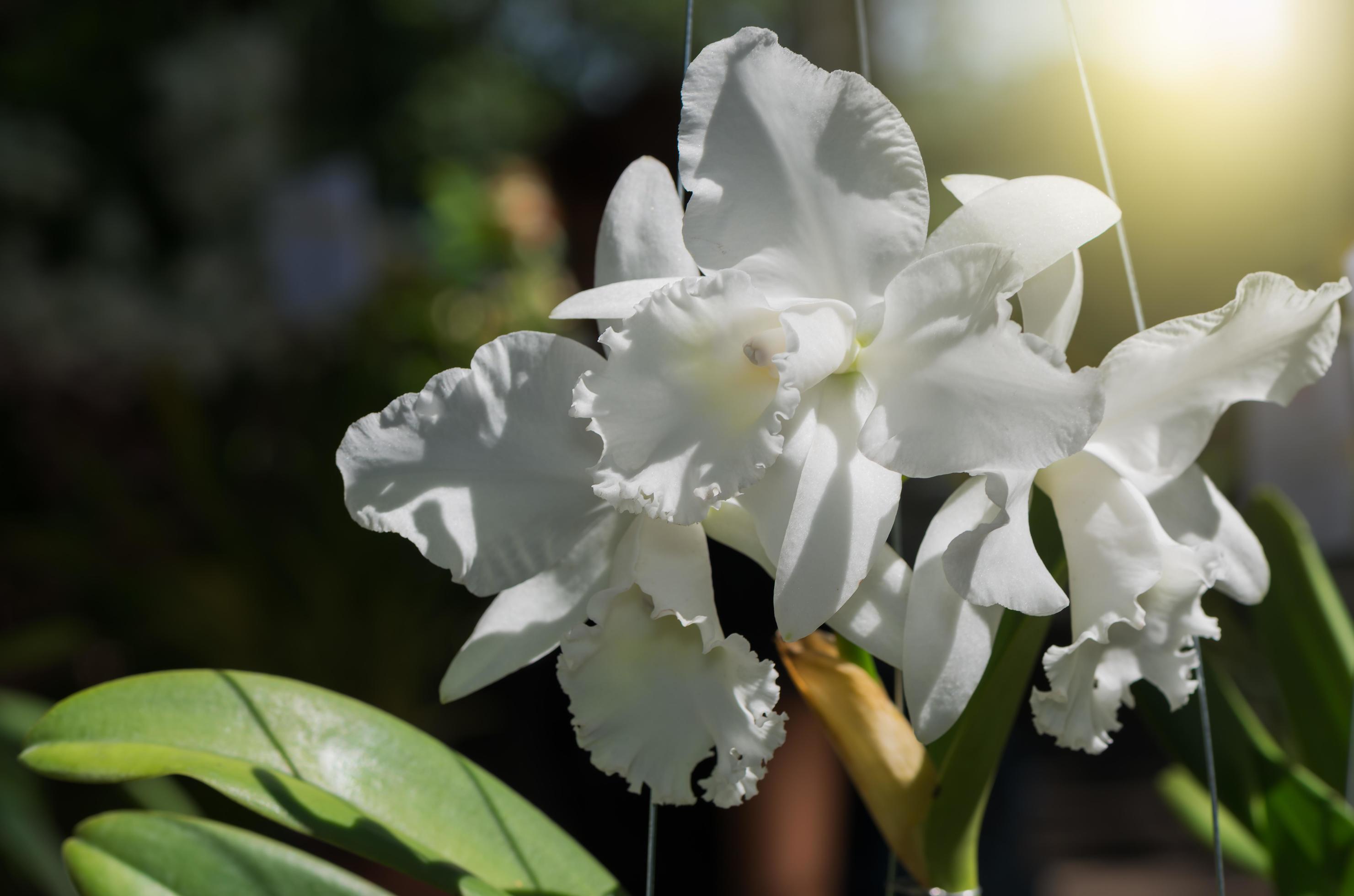 beautiful white cattleya orchid flower 21451405 Stock Photo at Vecteezy