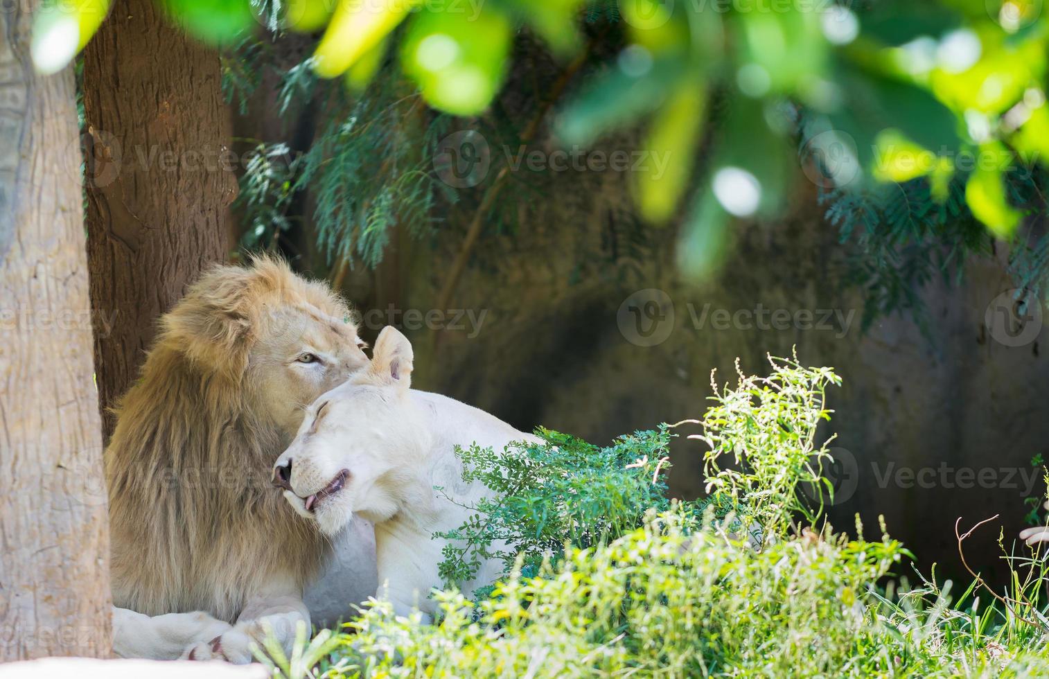 couple lions in love photo