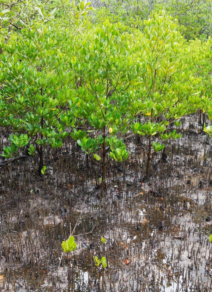 Seedling Mangroves forest photo