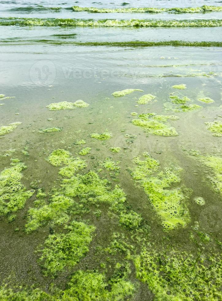 algas floración en mar foto