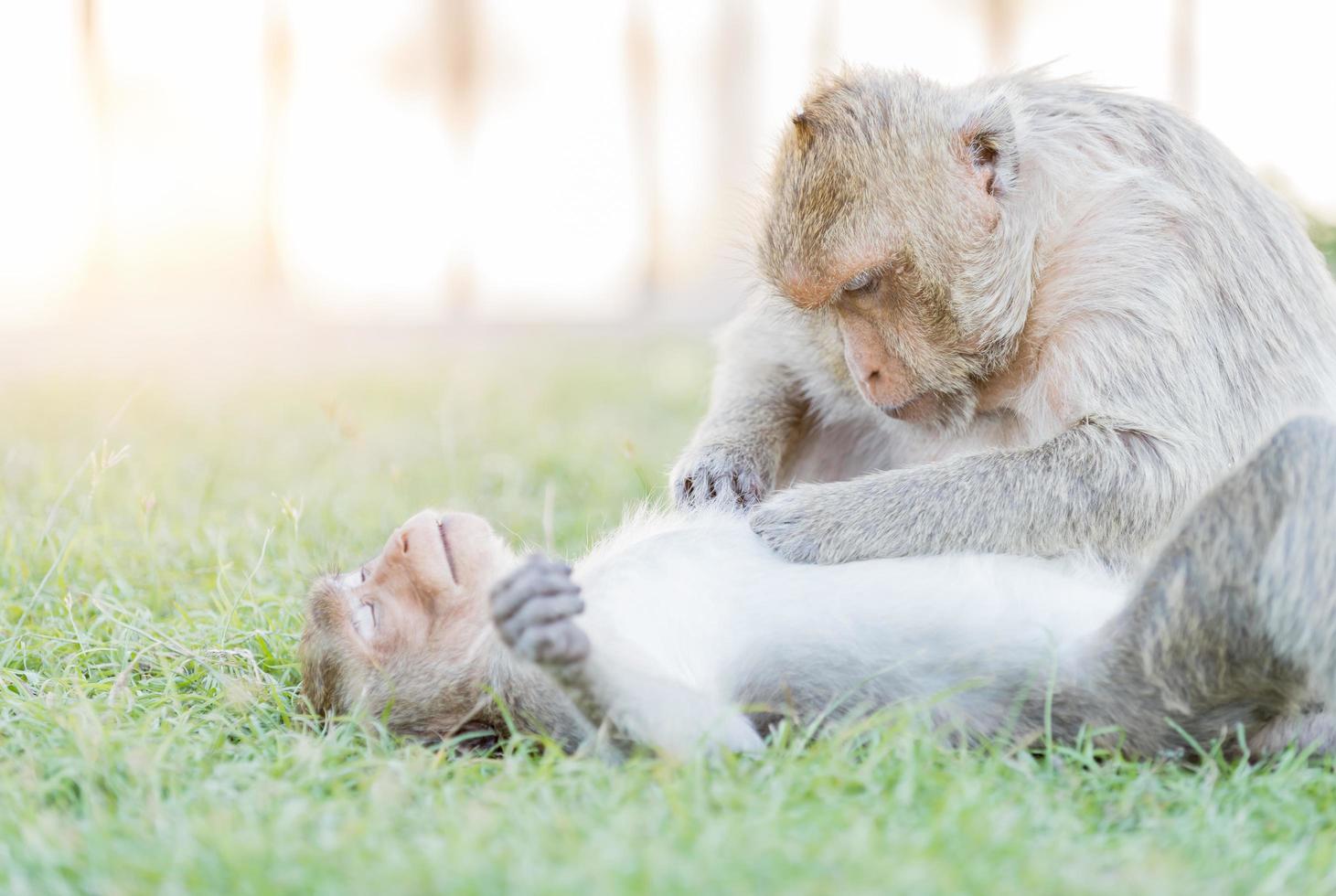 Male monkey find tick with female monkey photo