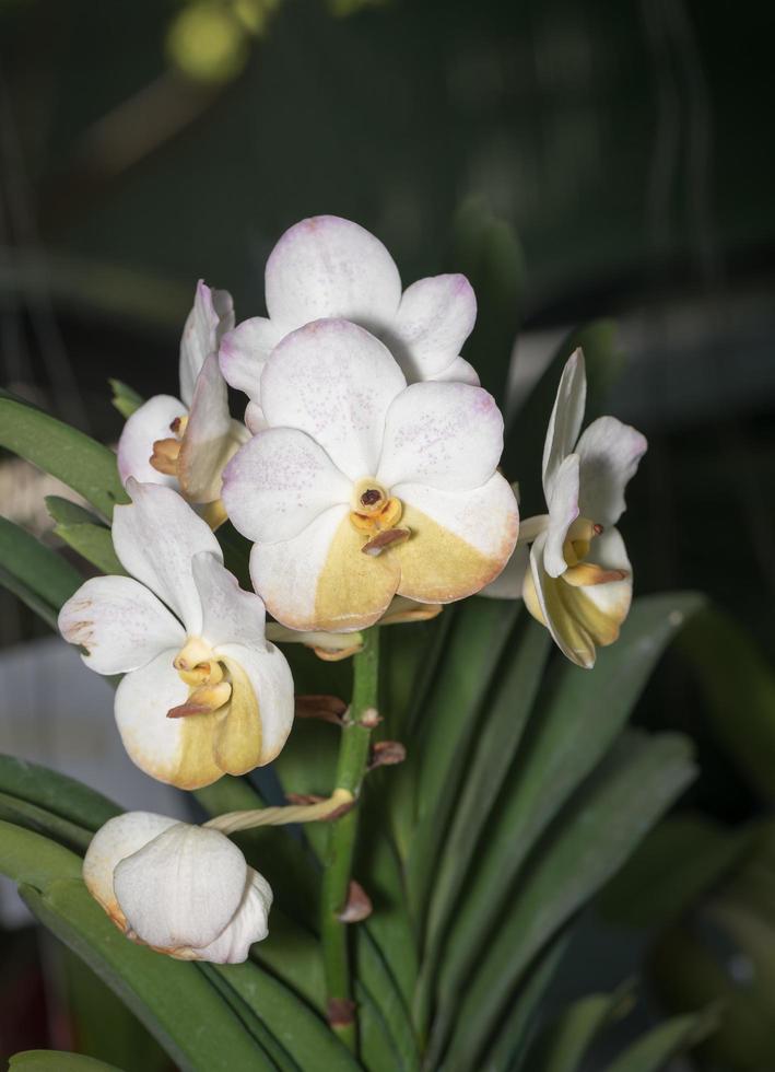 Hybrid white vanda orchid flower photo