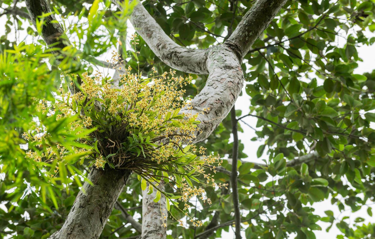 yellow wild orchid on tree photo