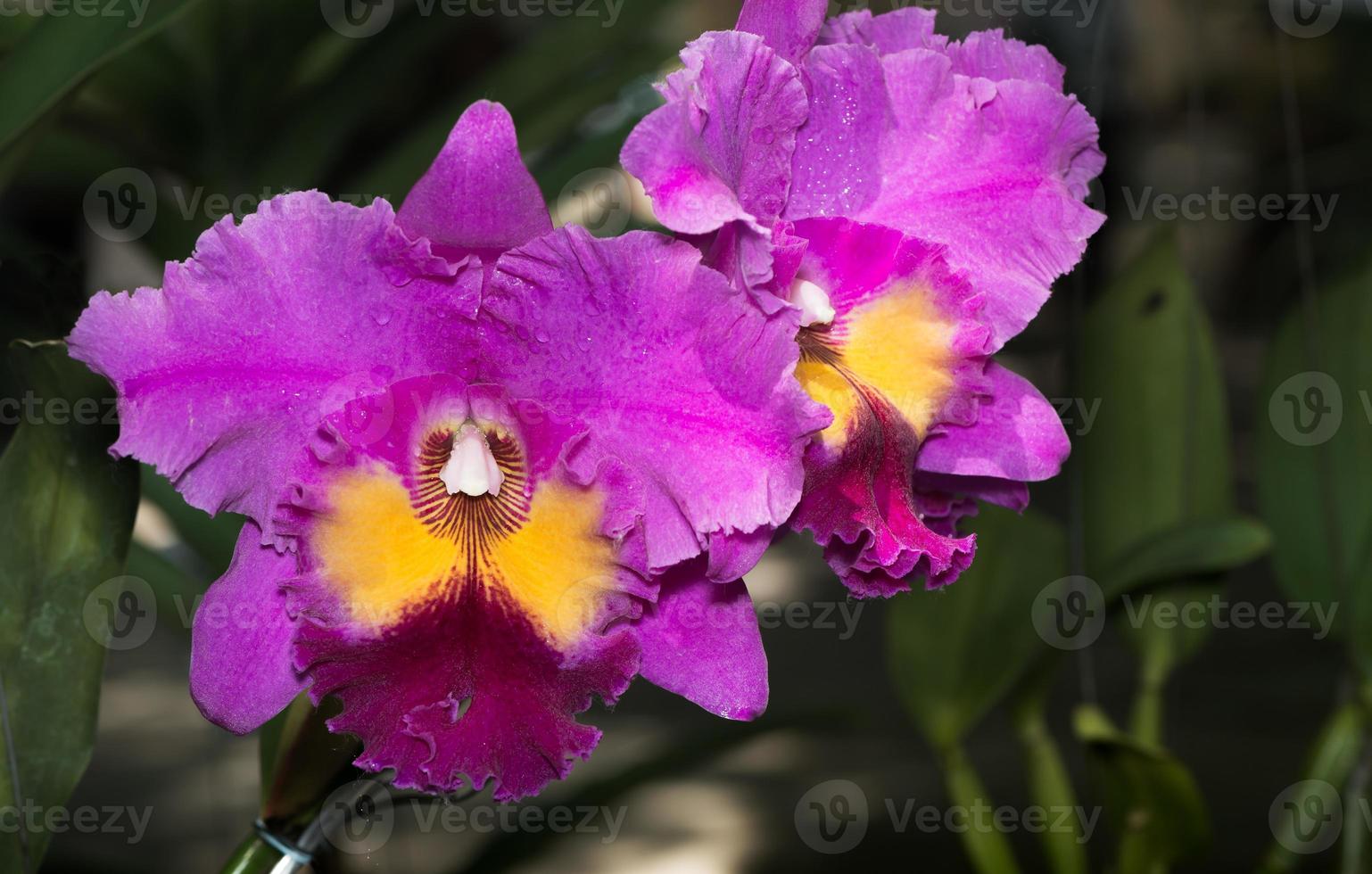 beautiful pink cattleya orchid flower photo