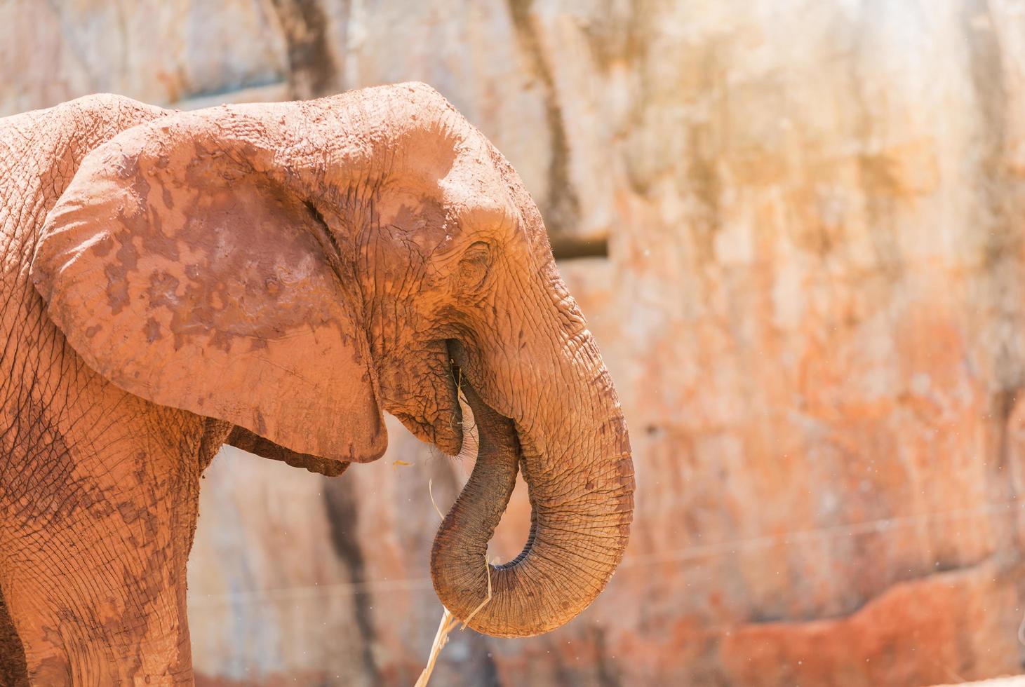 African Elephant in forest photo