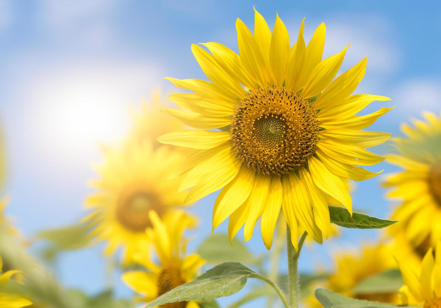 girasol flor en con luz de sol y azul cielo foto