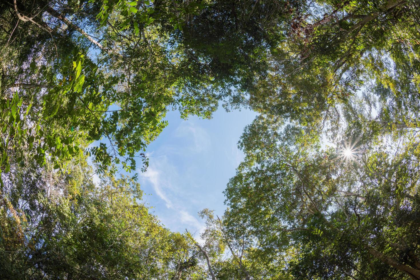 canopy tree of Mixed Deciduous Forest in Thailand. photo