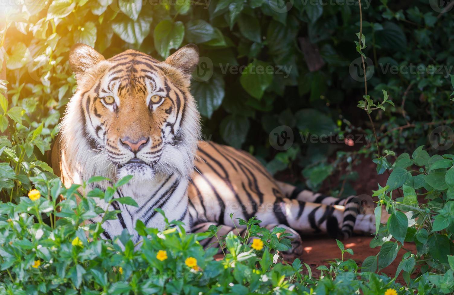 Big Bengal tiger. photo