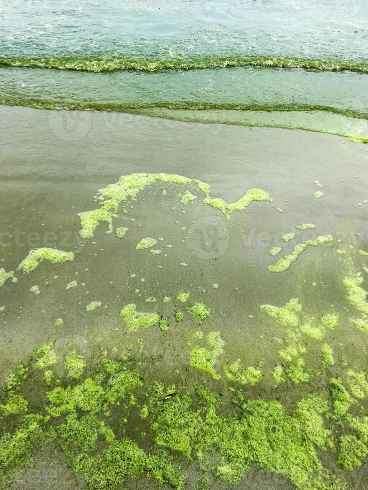 algae bloom on sea photo