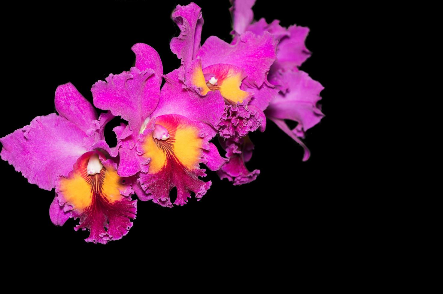 híbrido vívido rosado cattleya orquídea flor aislado foto