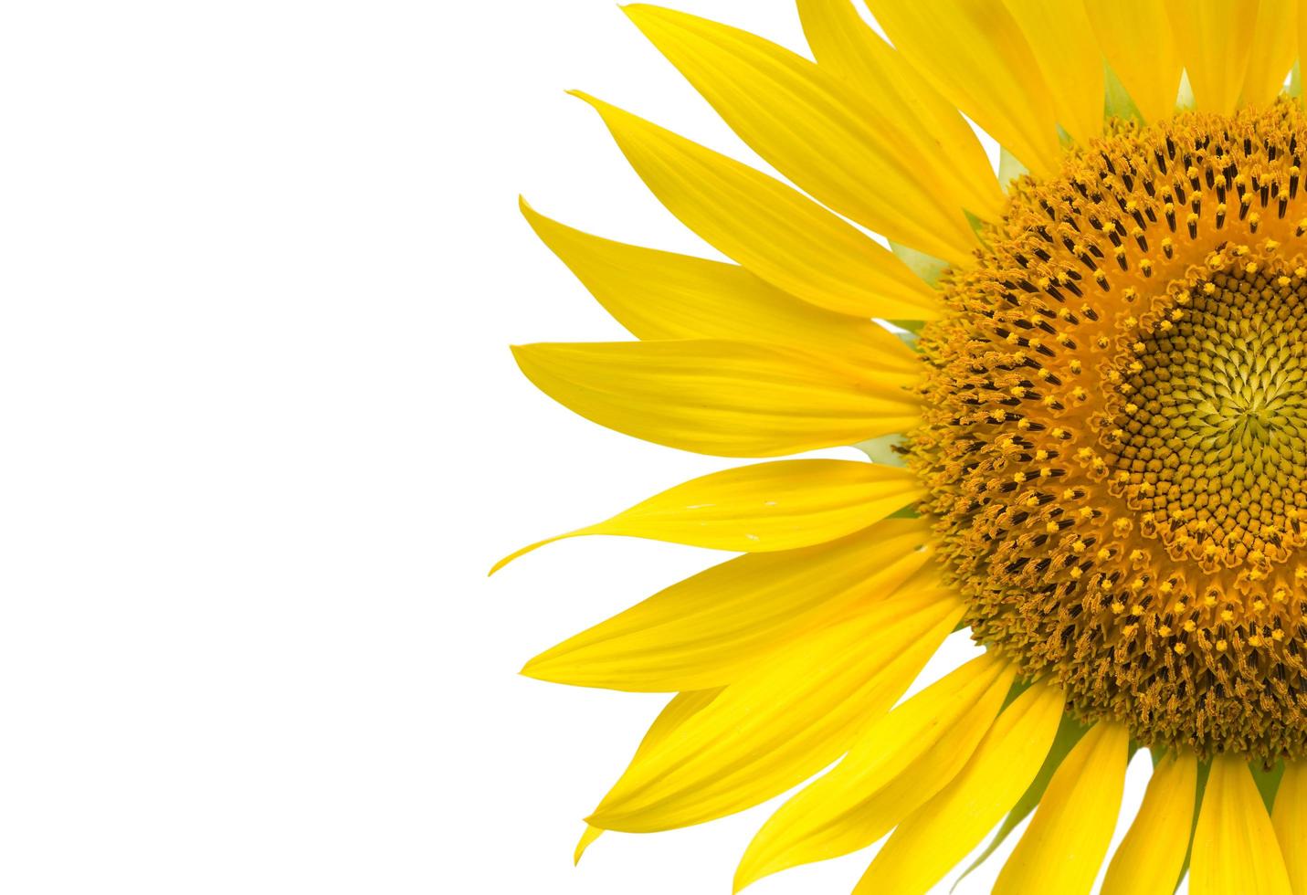close up of sunflower flower isolated with copy space, photo