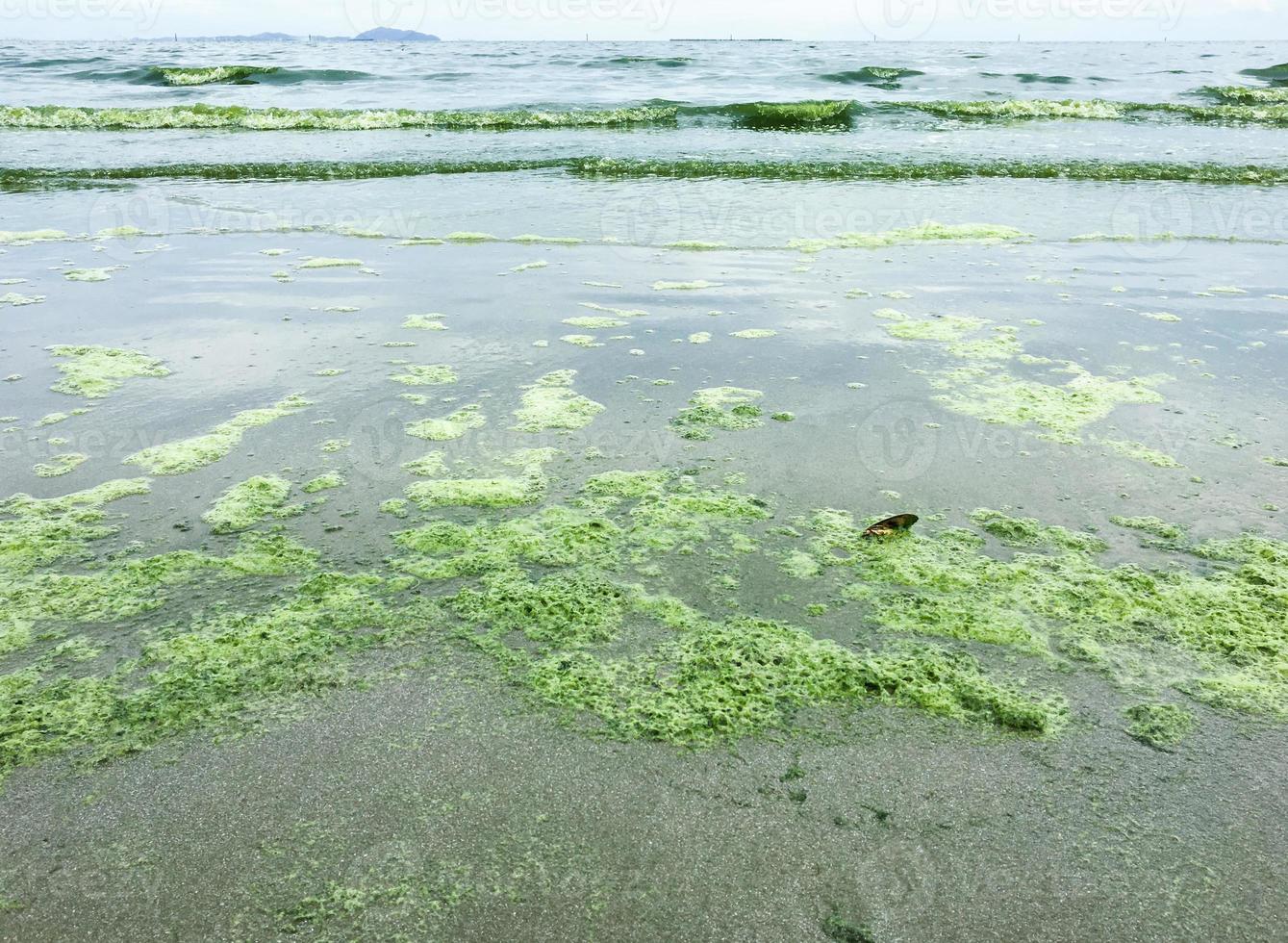 algae bloom at sea photo