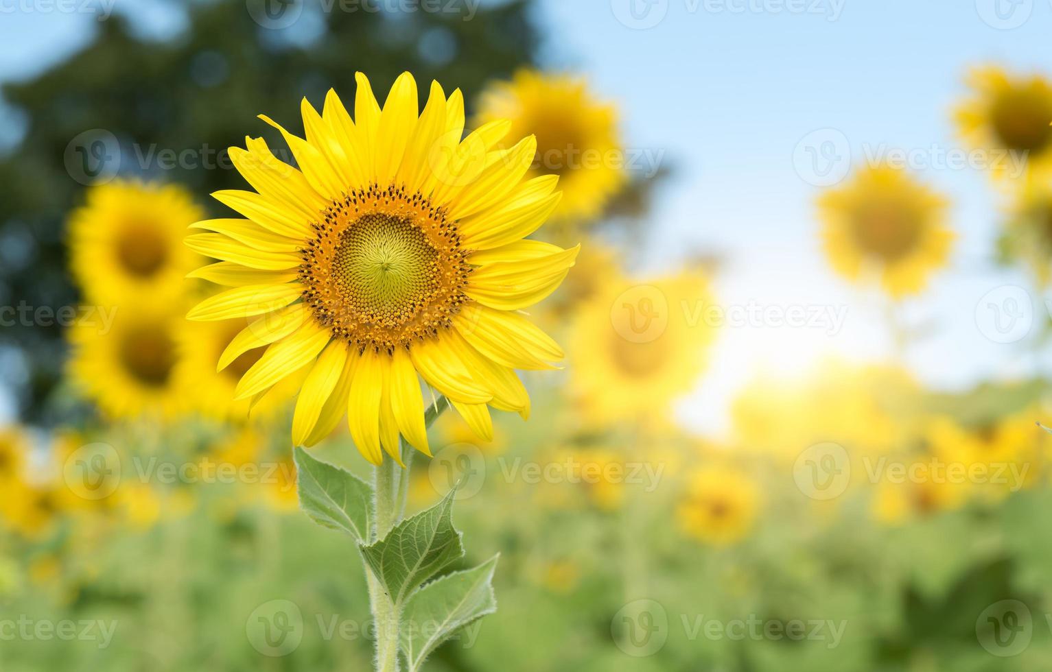 sunflower flower on blue sky background photo