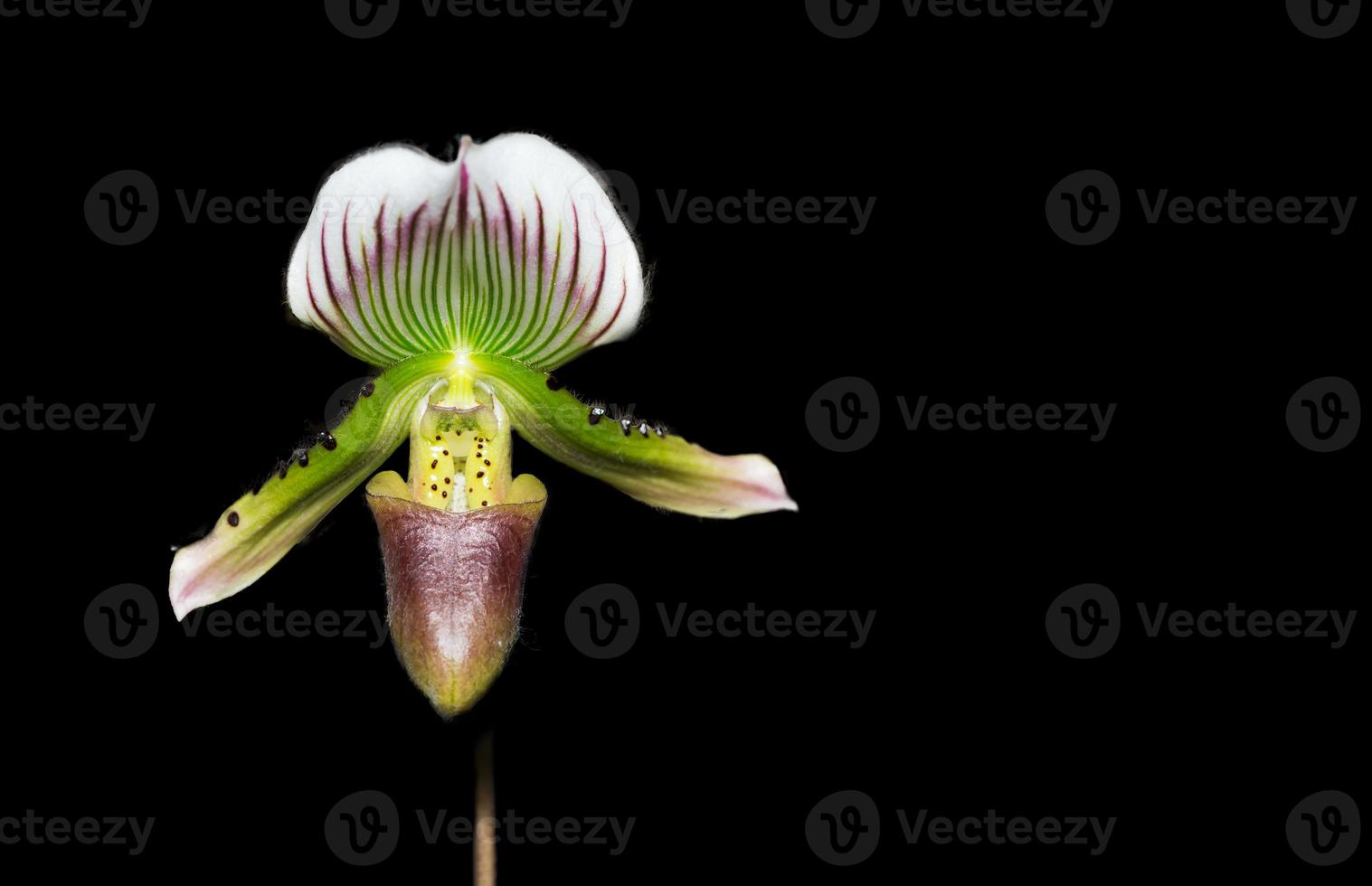 Paphiopedilum orchid flower isolated on black background photo