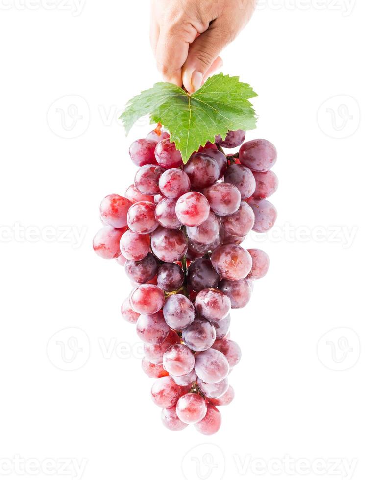 Grape with leaf in hand isolated photo