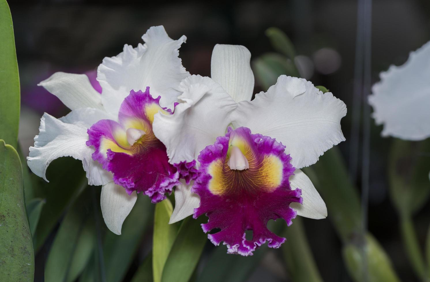 white and pink Cattleya orchid flower photo