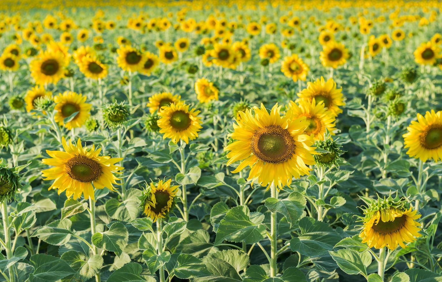 hermosa floreciente girasol campo foto