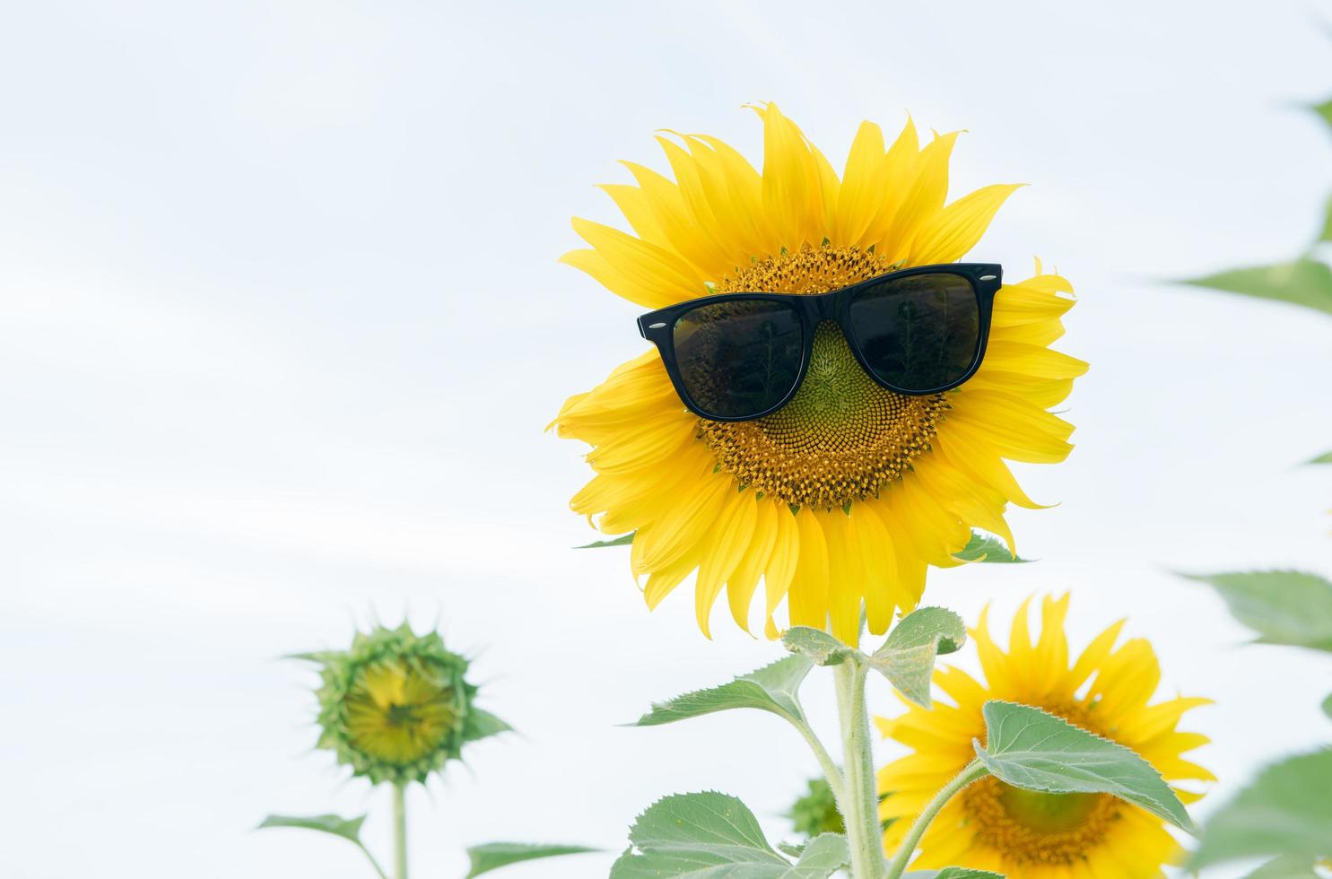 cute sunflower wear sunglasses on white cloud sky. photo