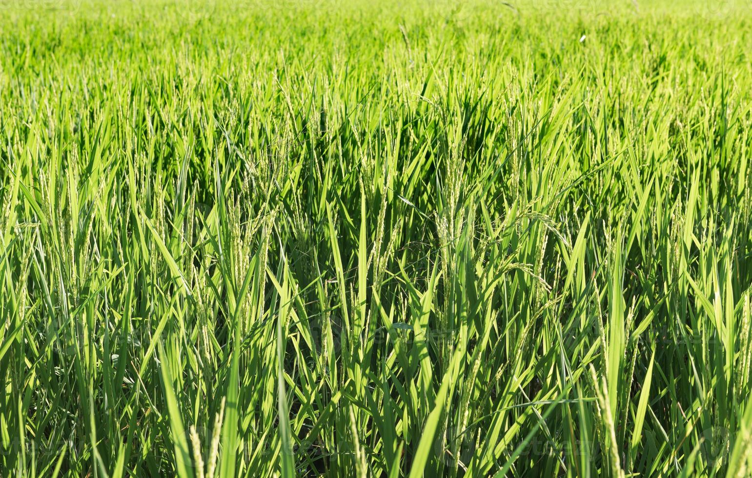 paddy rice field on morning in Thailand photo