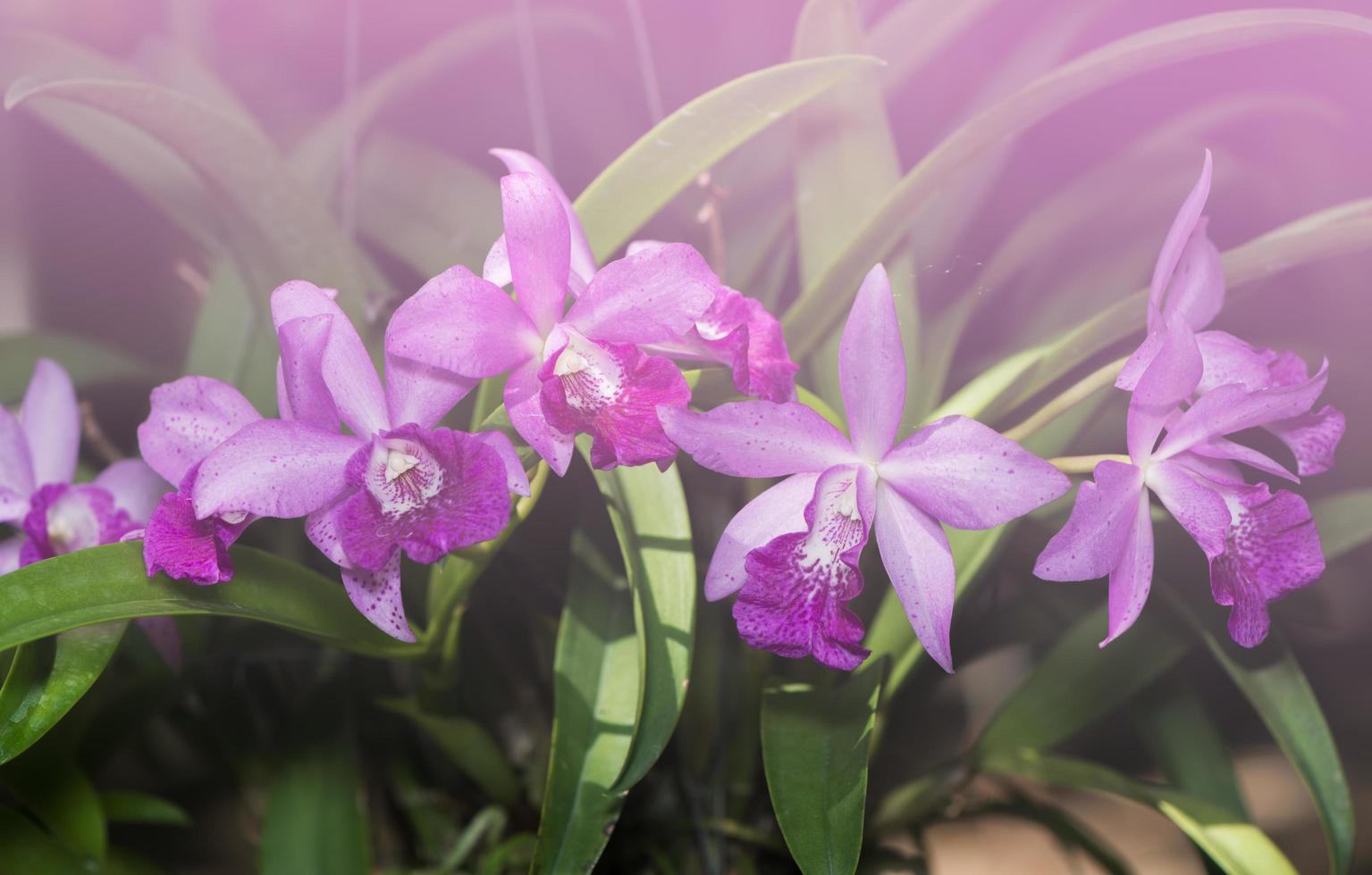 Hybrid light purple cattleya orchid flower photo