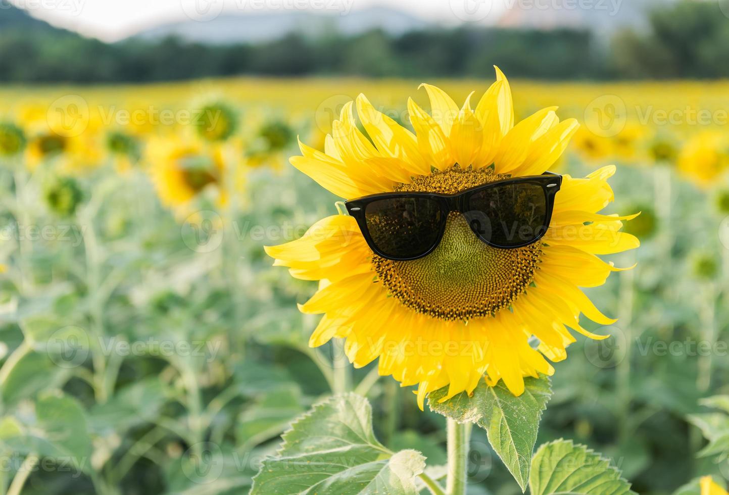 cute sunflower wear sunglass photo