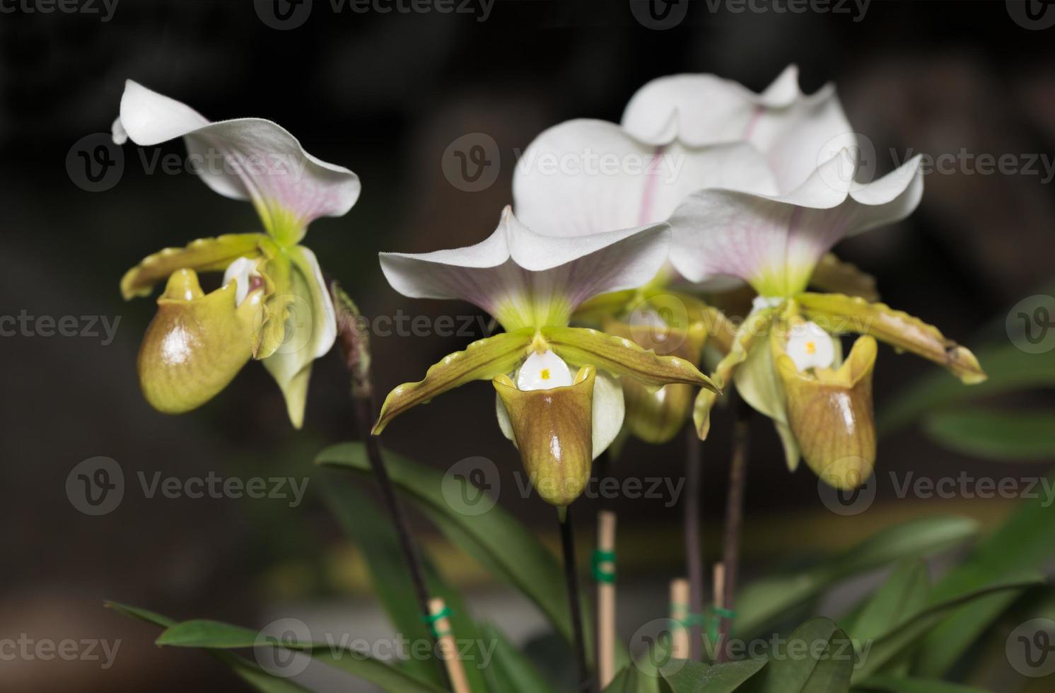 Beautiful Paphiopedilum orchid flowers bloom photo