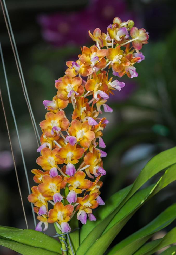 hybrid orange Vanda orchid photo