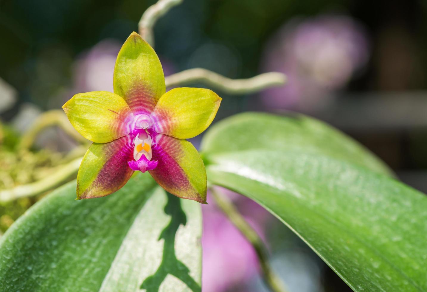 flower of Phalaenopsis gigantea, hybrid orchid photo