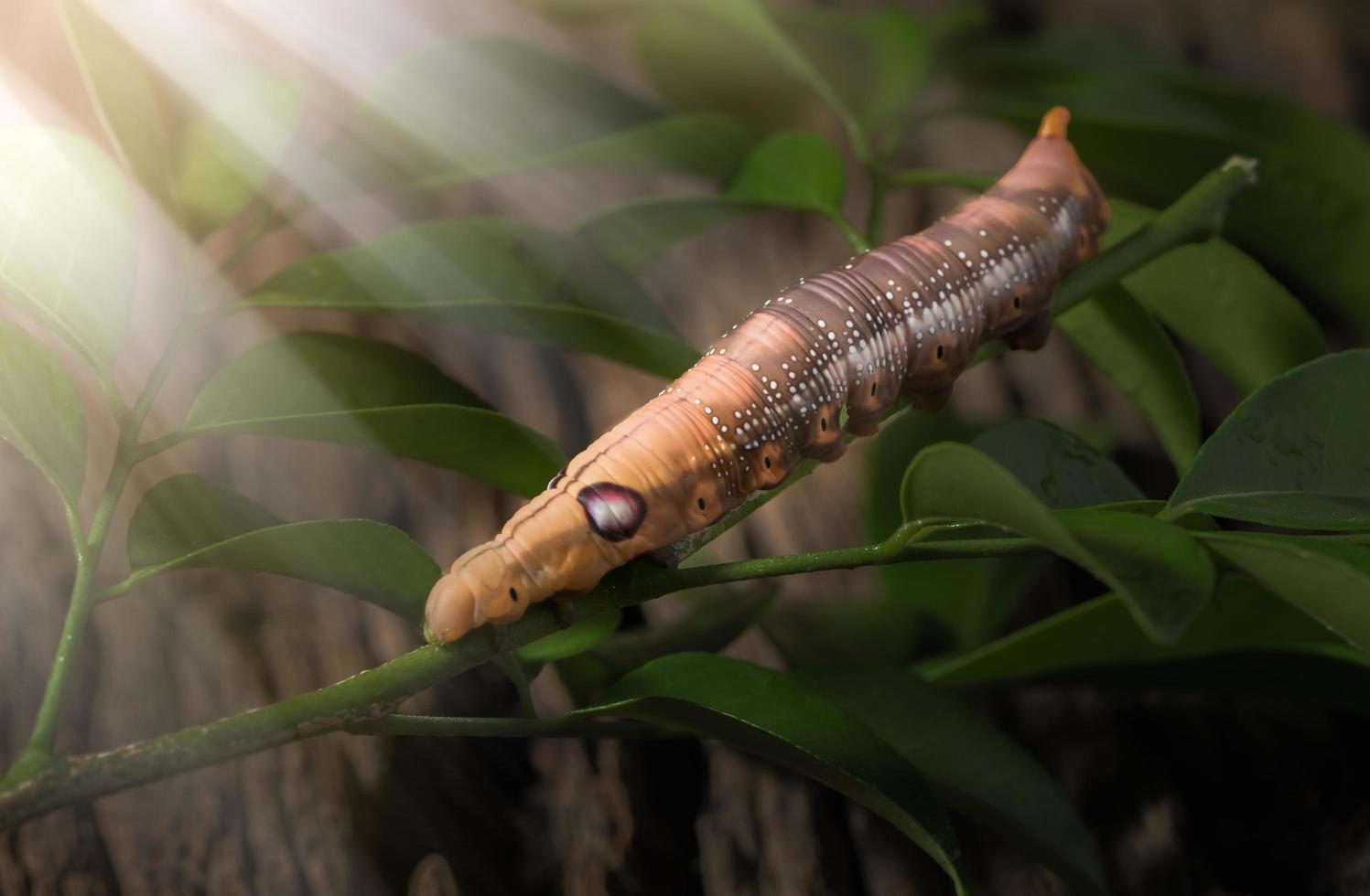 Colored caterpillar or Brown worm, Daphnis nerii eating leaf photo