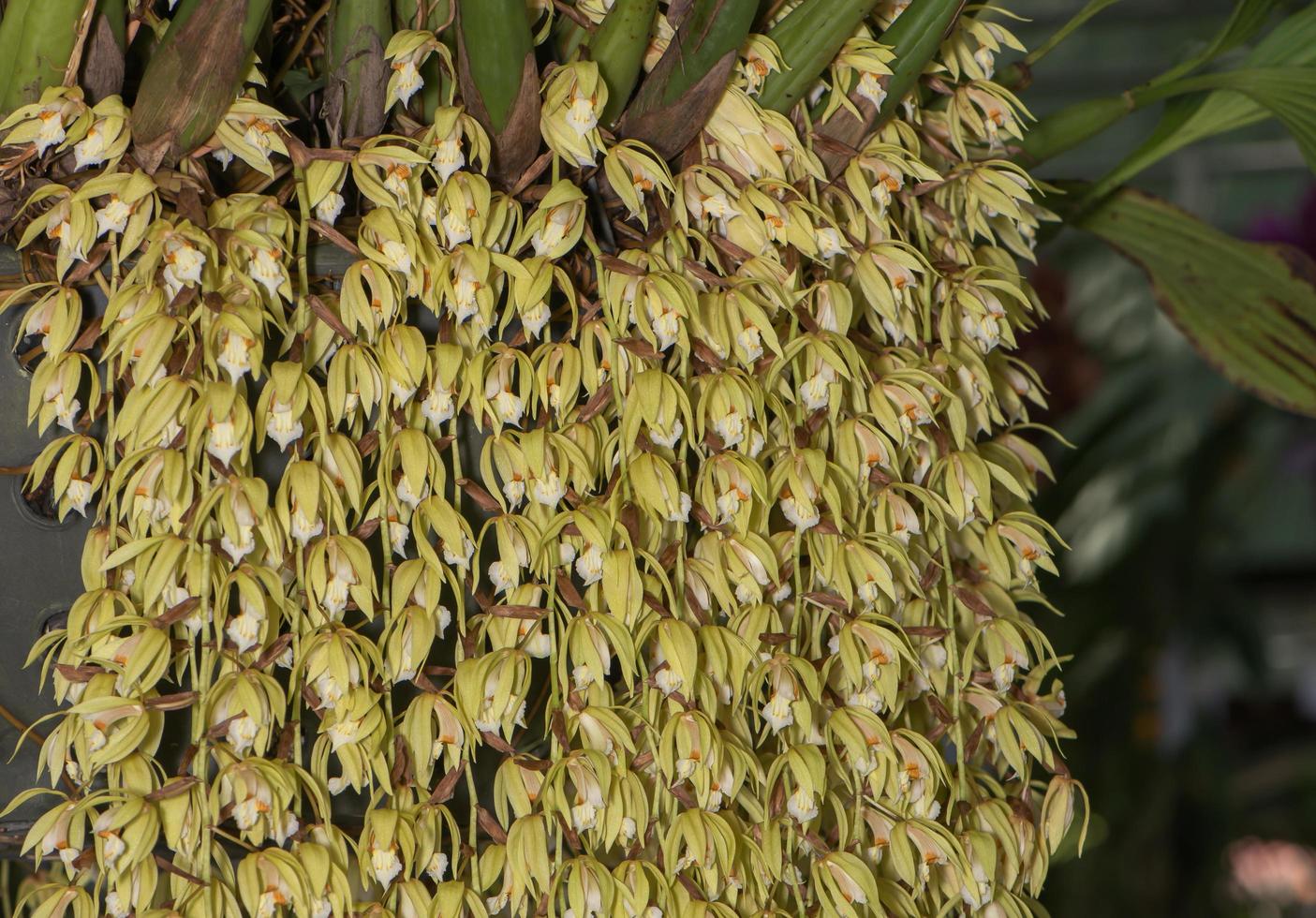 closed up of Grammatophyllum orchid flower photo